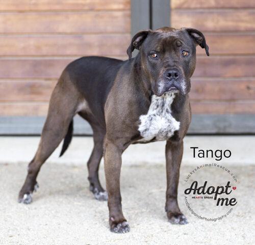 Tango, an adoptable Pit Bull Terrier & Mastiff Mix in Bakersfield, CA_image-5