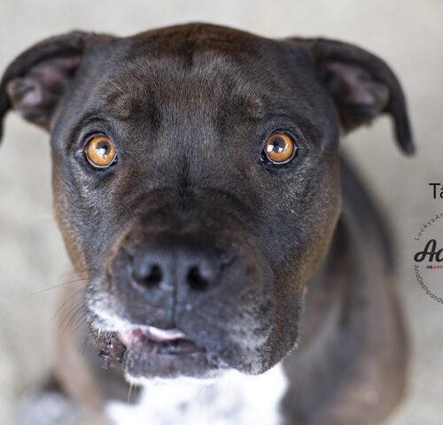 Tango, an adoptable Pit Bull Terrier, Mastiff in Bakersfield, CA, 93308 | Photo Image 6