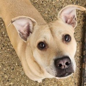 Petfinder foster hot sale