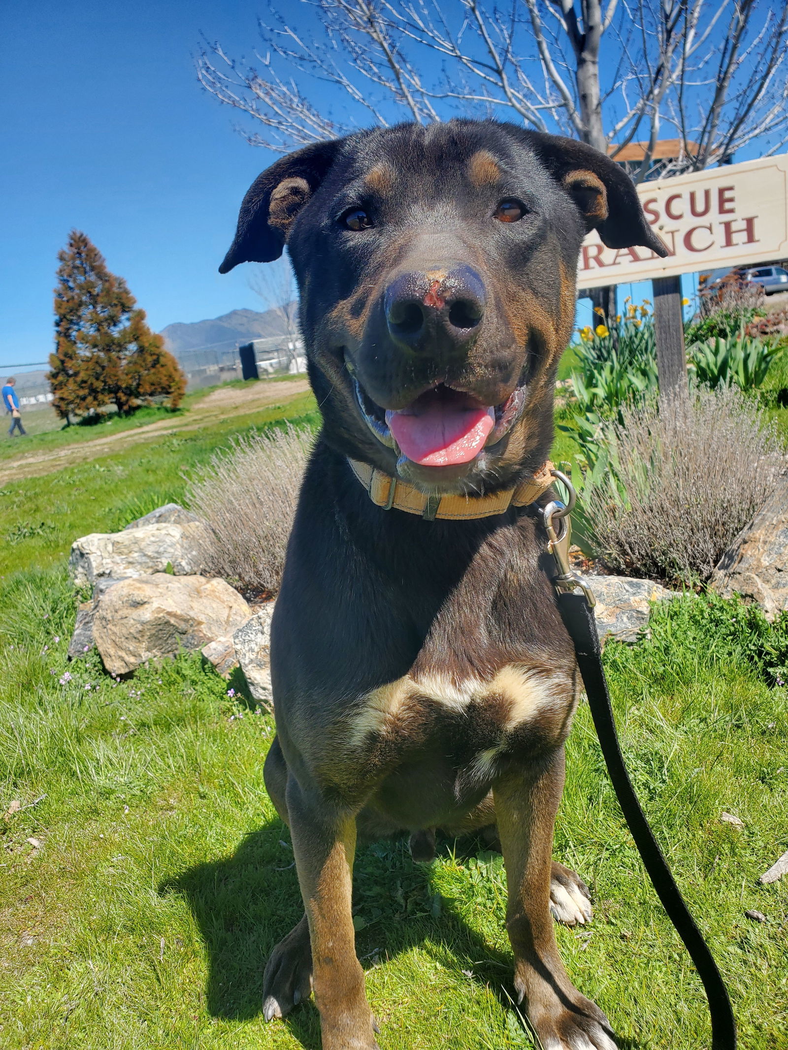 Rango, an adoptable Labrador Retriever, Doberman Pinscher in Yreka, CA, 96097 | Photo Image 1