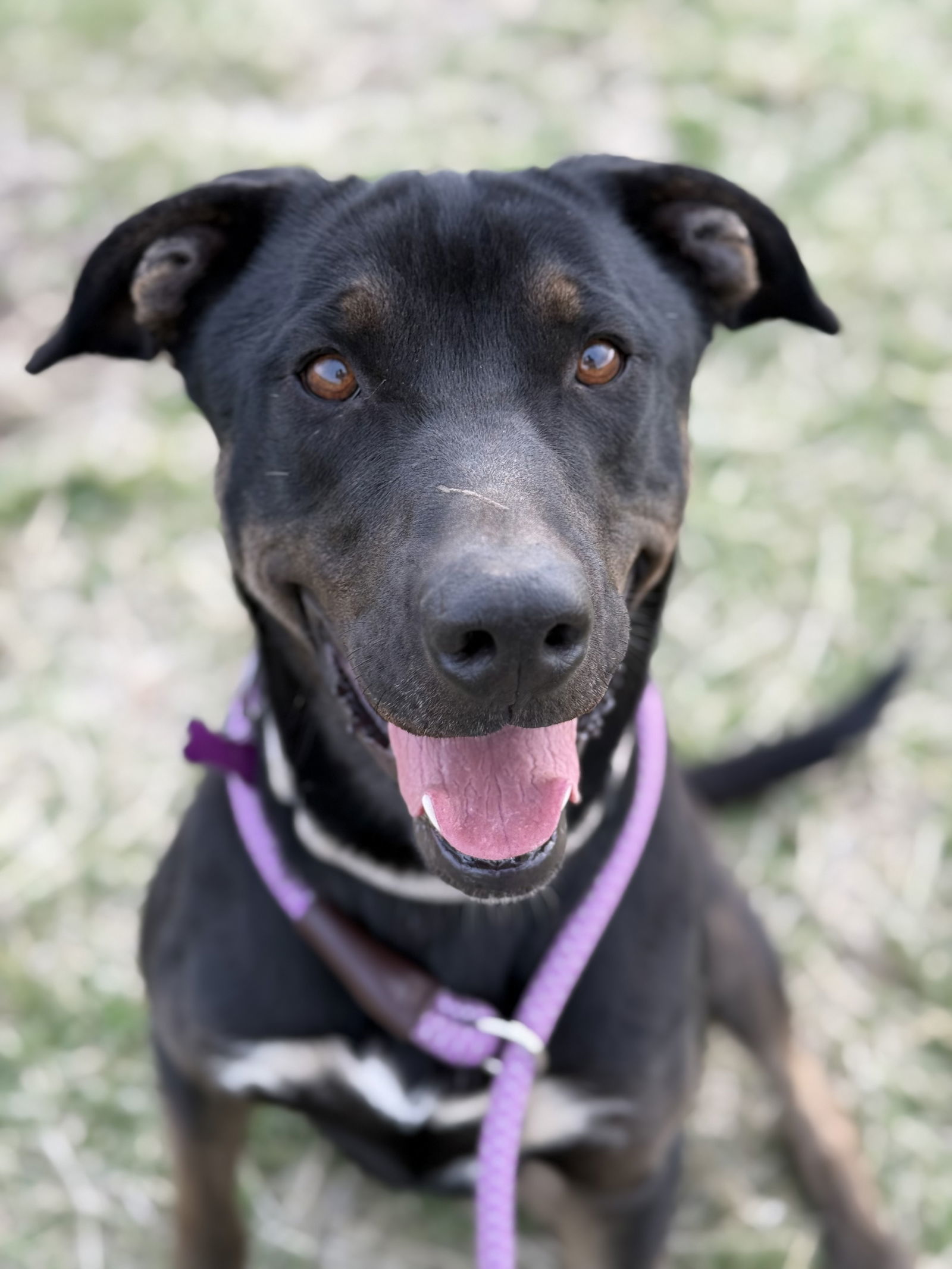 Rango, an adoptable Labrador Retriever, Doberman Pinscher in Yreka, CA, 96097 | Photo Image 1