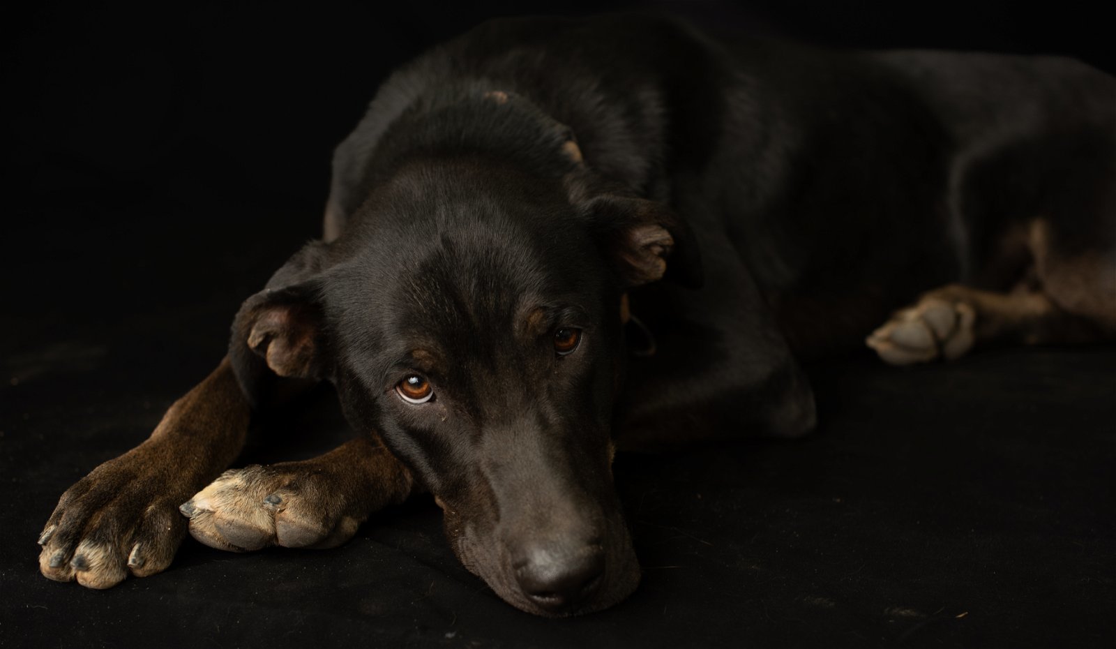 Rango, an adoptable Labrador Retriever, Doberman Pinscher in Yreka, CA, 96097 | Photo Image 2