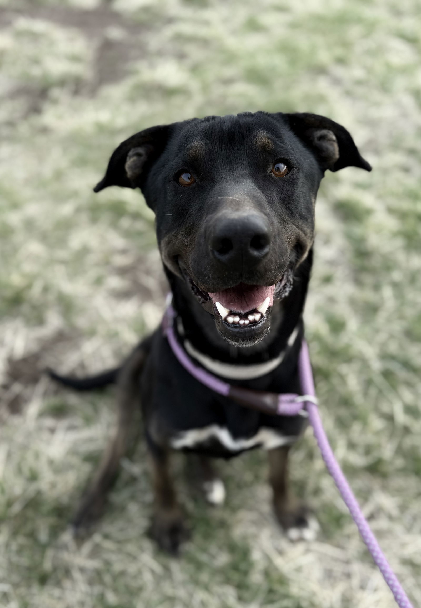 Rango, an adoptable Labrador Retriever, Doberman Pinscher in Yreka, CA, 96097 | Photo Image 2