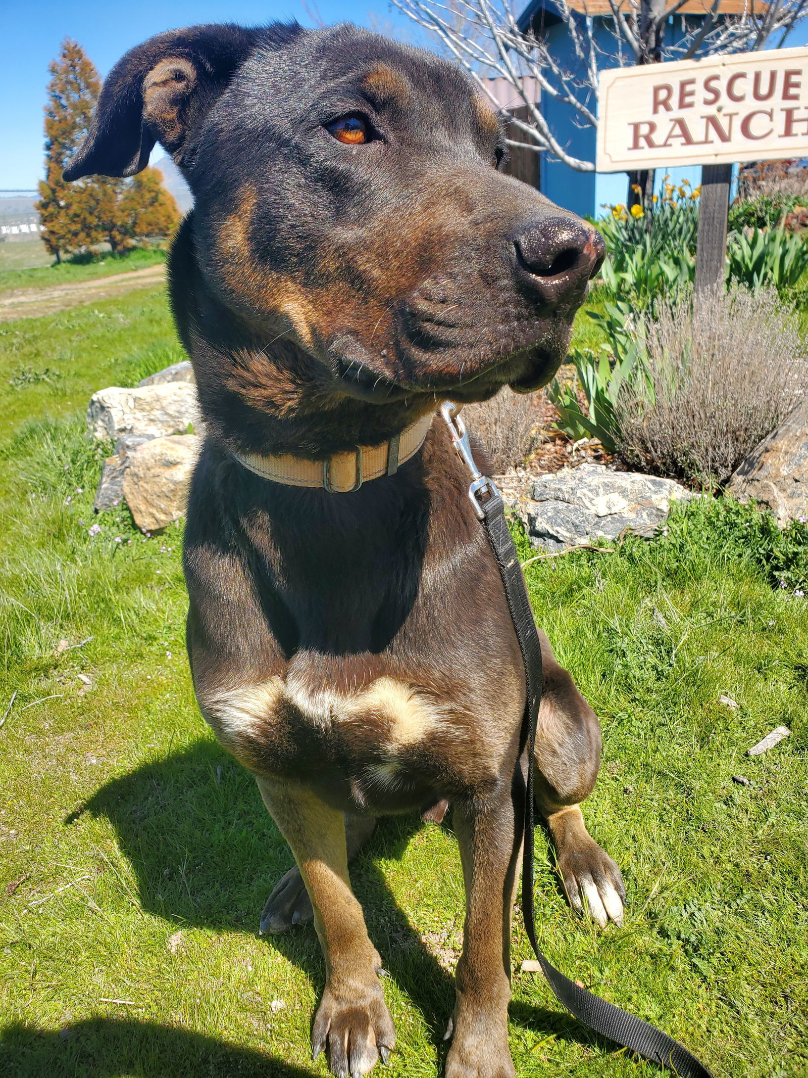 Rango, an adoptable Labrador Retriever, Doberman Pinscher in Yreka, CA, 96097 | Photo Image 3