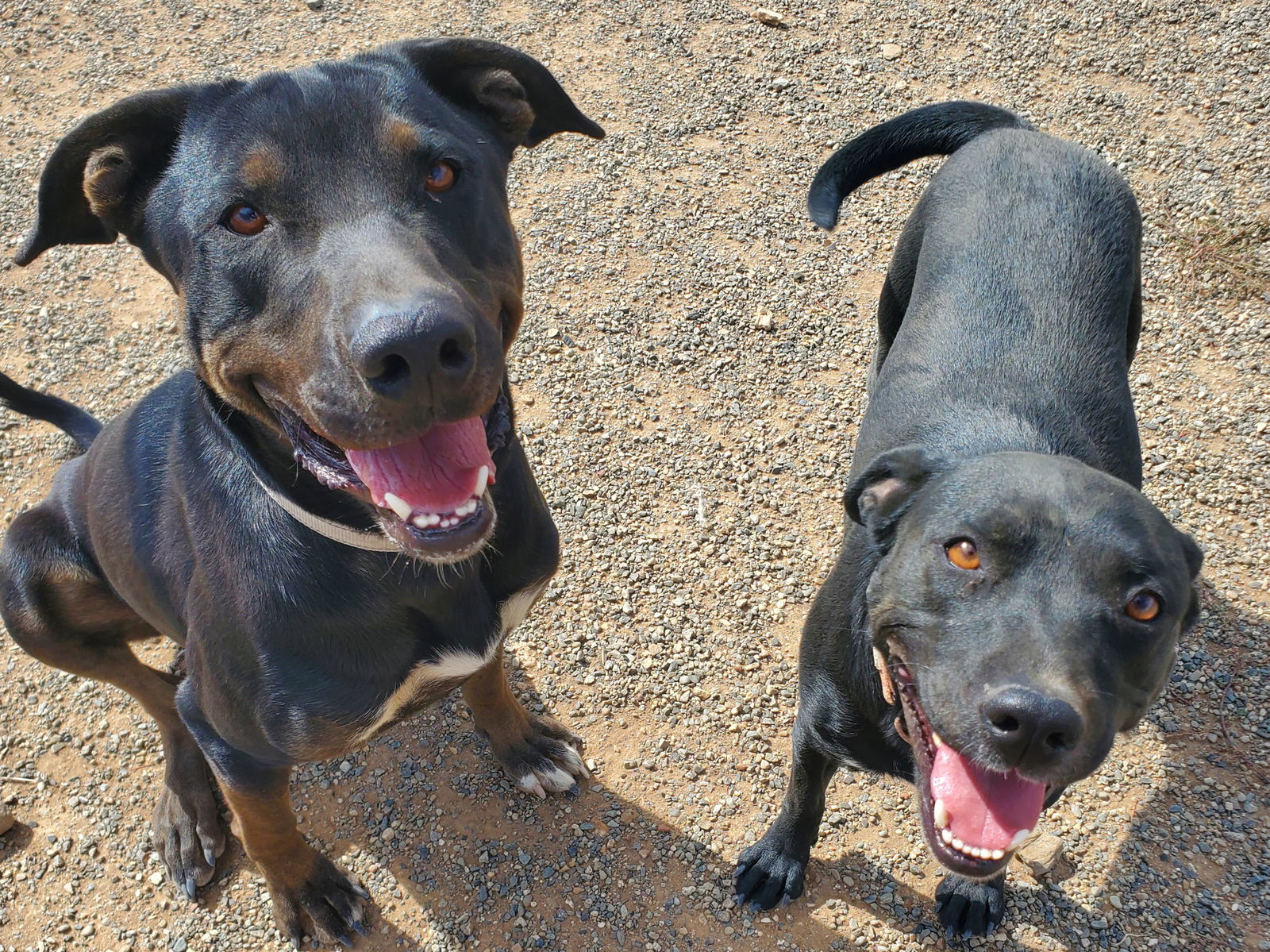 Rango, an adoptable Labrador Retriever, Doberman Pinscher in Yreka, CA, 96097 | Photo Image 3