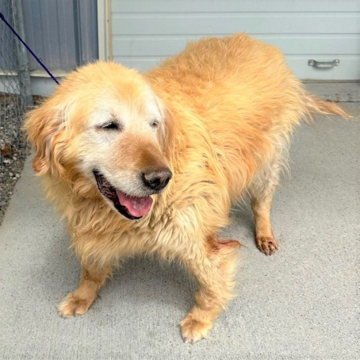 Dog for adoption 53786083, a Golden Retriever Mix in Elko, NV Petfinder