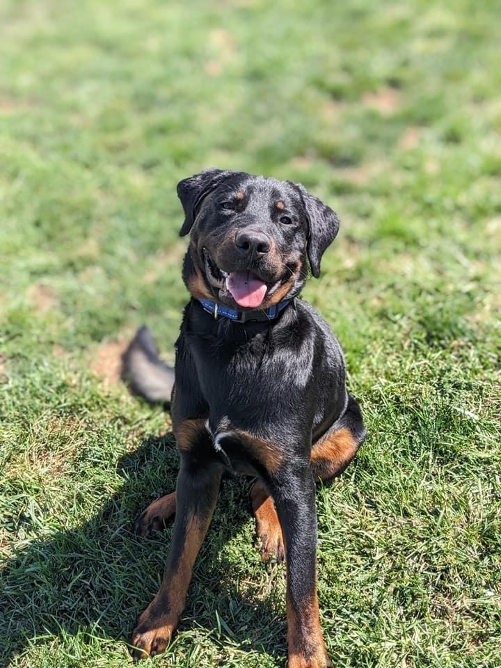 Rottweiler labrador best sale retriever mix