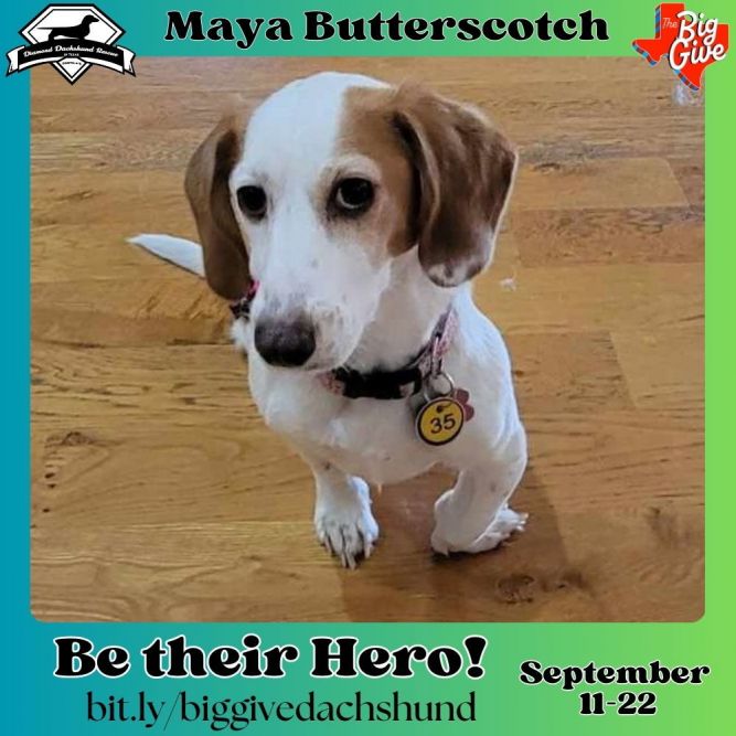 Maya Butterscotch