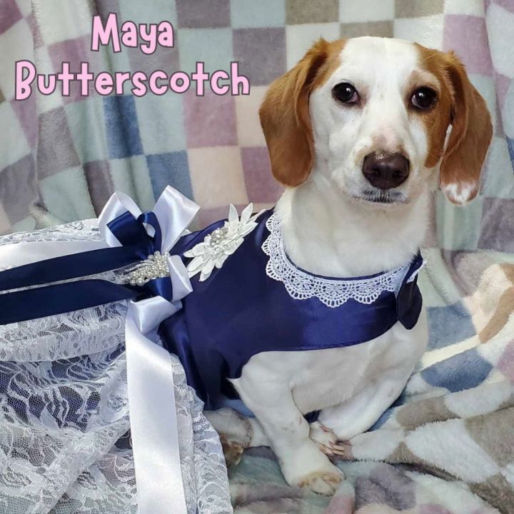 Maya Butterscotch 2