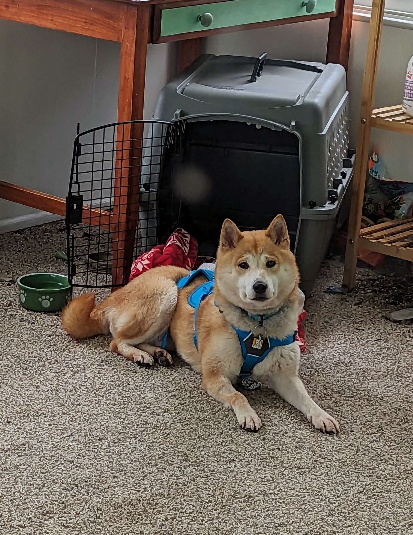 Shiba inu sale petfinder