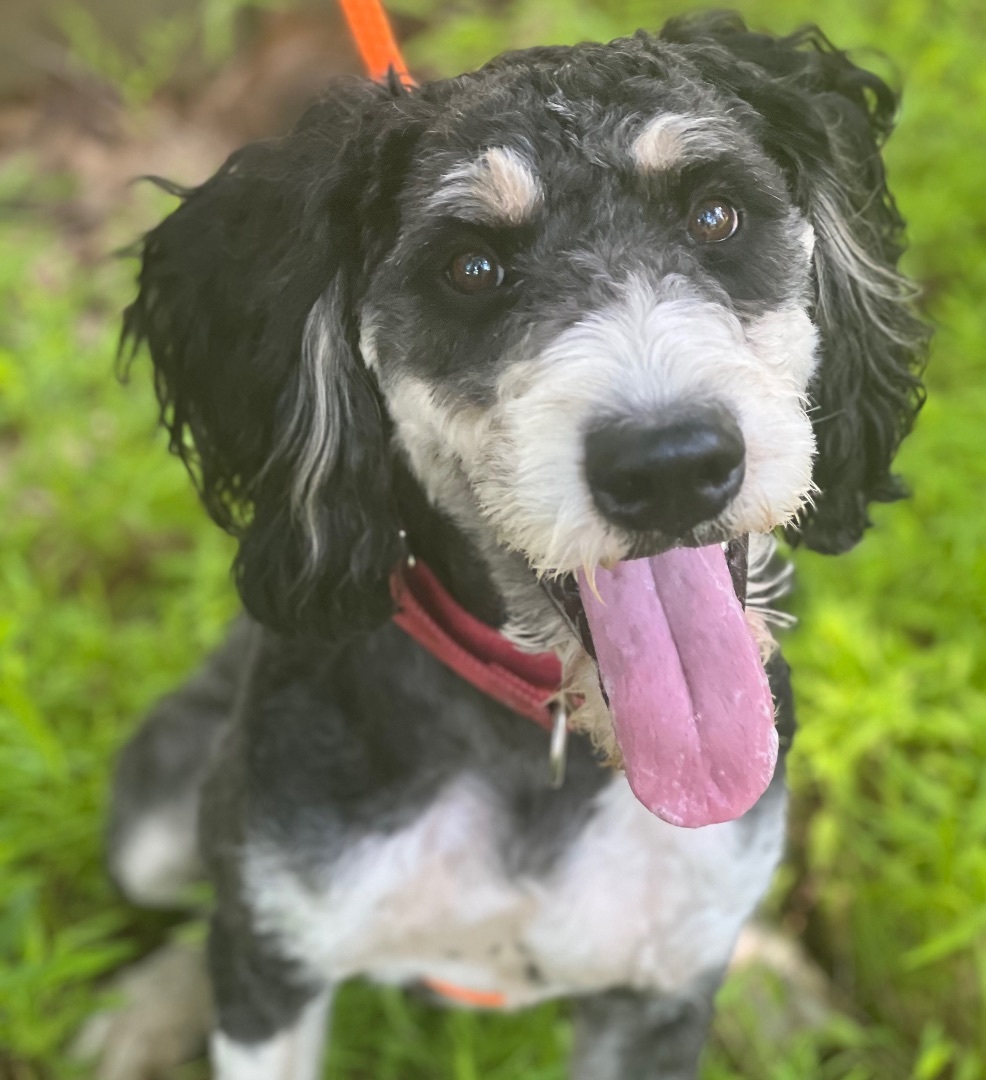 Apollo, an adoptable Bernedoodle in Cranford, NJ, 07016 | Photo Image 3