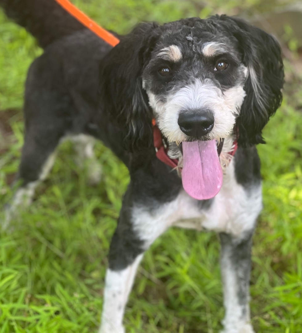 Apollo, an adoptable Bernedoodle in Cranford, NJ, 07016 | Photo Image 4