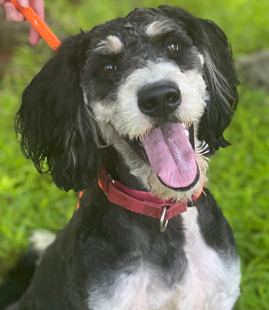 Apollo, an adoptable Bernedoodle in Cranford, NJ, 07016 | Photo Image 1