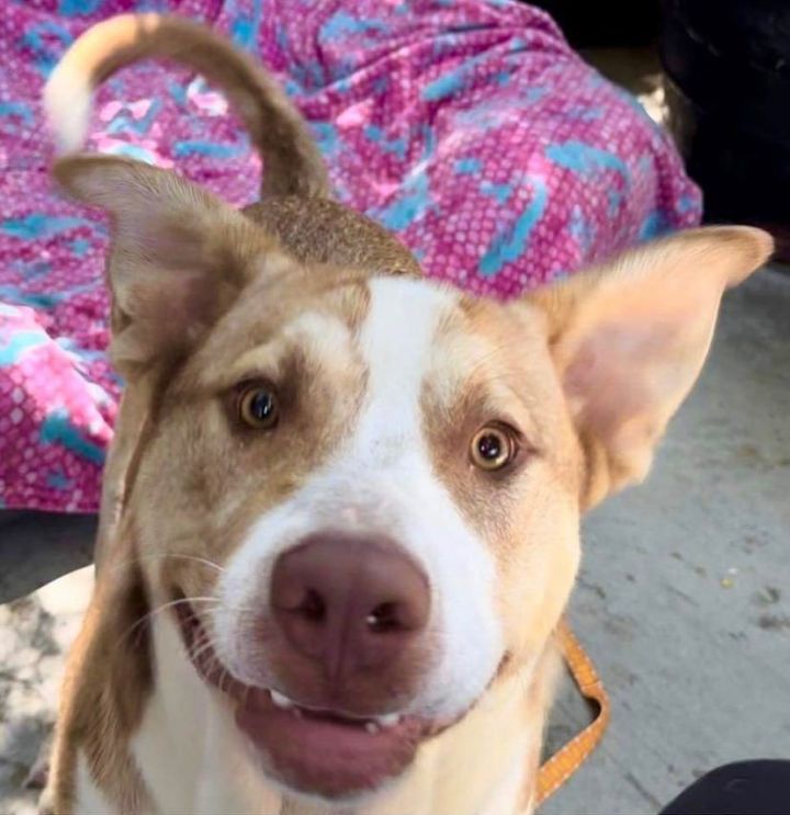 American staffordshire sales terrier shepherd mix