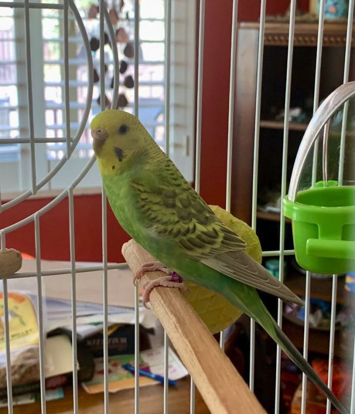 Luna & Neville 2