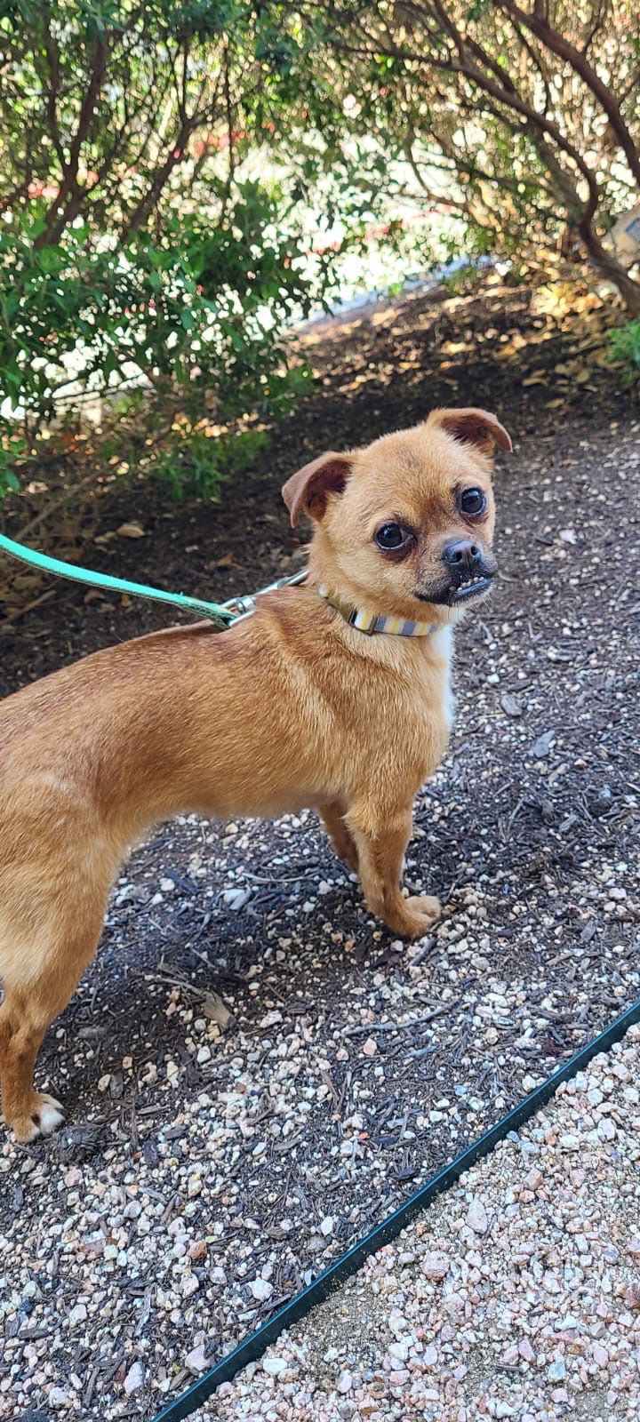 juna, an adoptable Pug, Affenpinscher in San Antonio, TX, 78217 | Photo Image 1