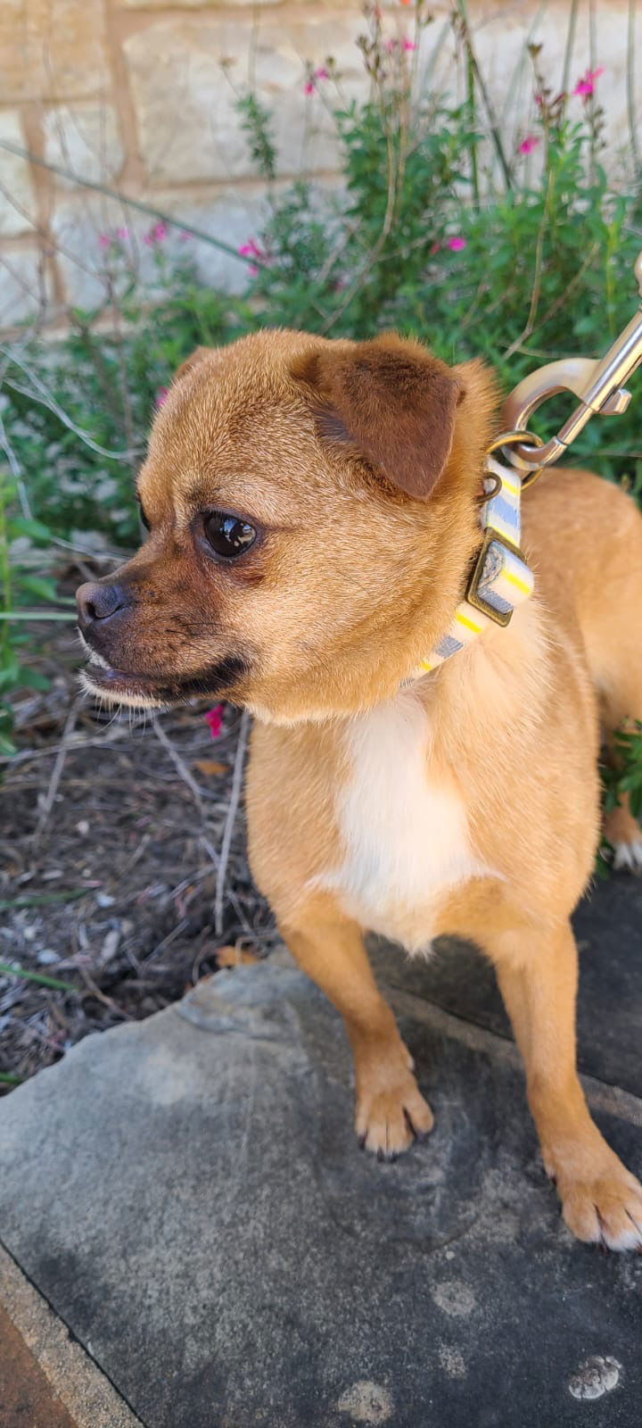 juna, an adoptable Pug, Affenpinscher in San Antonio, TX, 78217 | Photo Image 2