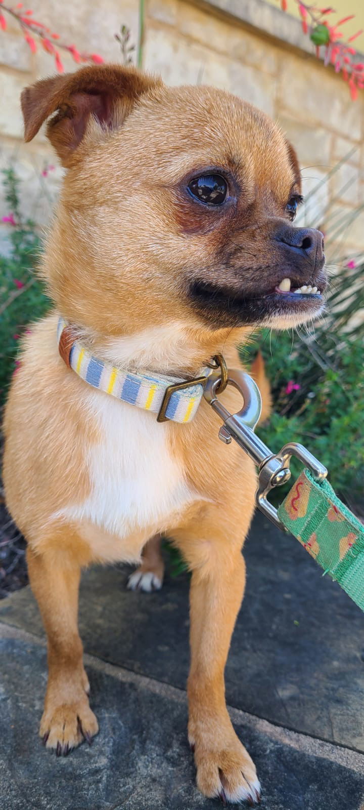 juna, an adoptable Pug, Affenpinscher in San Antonio, TX, 78217 | Photo Image 3