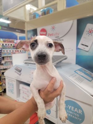 nia, Young Female Parson Russell Terrier