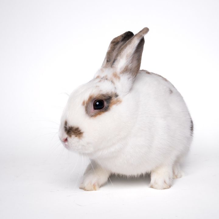 Calico lionhead hot sale rabbit