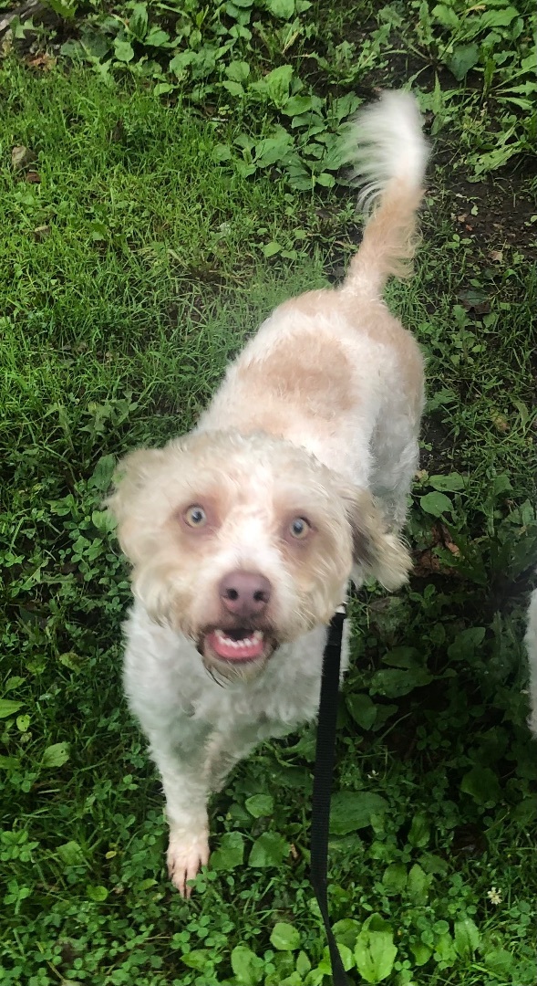 Sky, an adoptable Wheaten Terrier, Cockapoo in Oak Ridge, NJ, 07438 | Photo Image 1