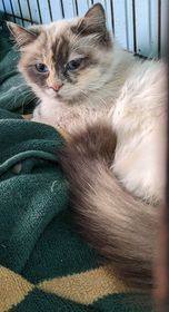 Babette, an adoptable Siamese, Snowshoe in Hammond, OR, 97121 | Photo Image 1
