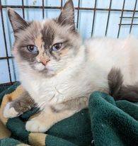 Babette, an adoptable Siamese, Snowshoe in Hammond, OR, 97121 | Photo Image 2