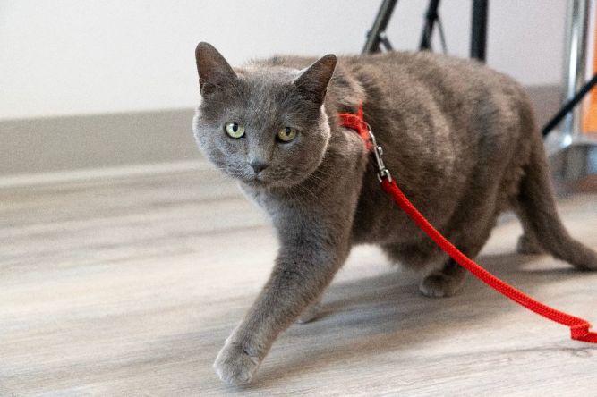 Yummi (Reduced Adoption Fee)