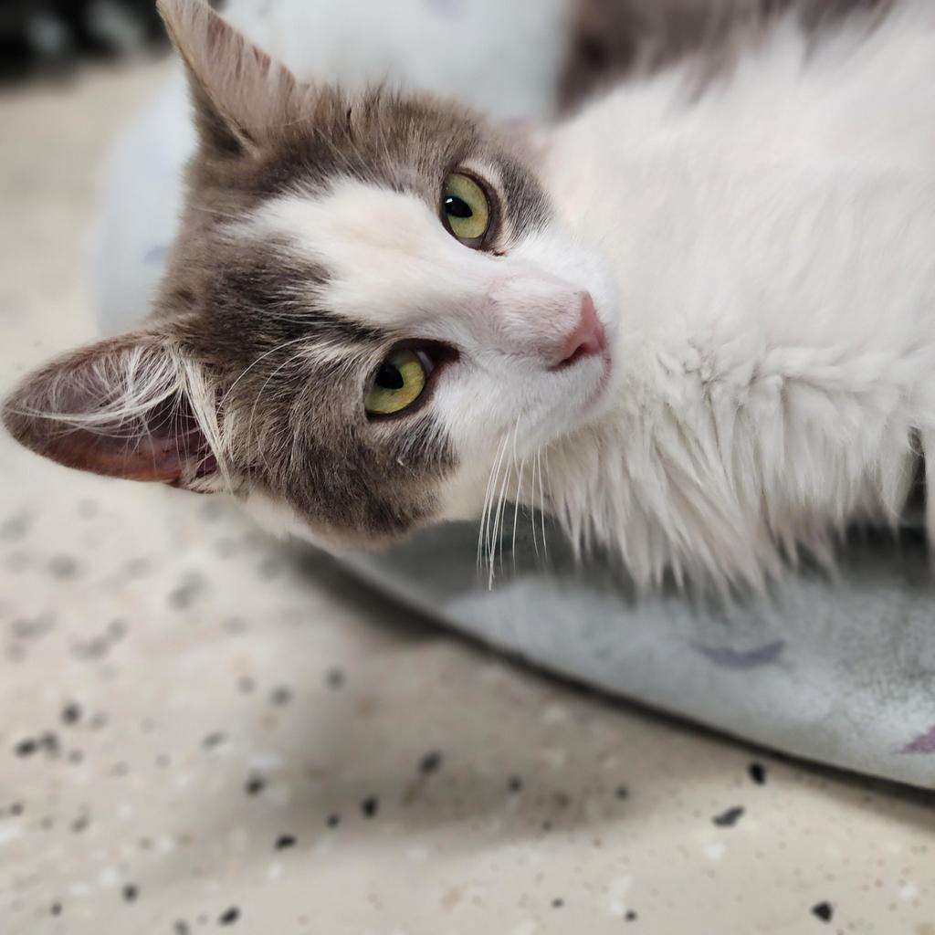 Linda, an adoptable Domestic Long Hair in Muskegon, MI, 49443 | Photo Image 2