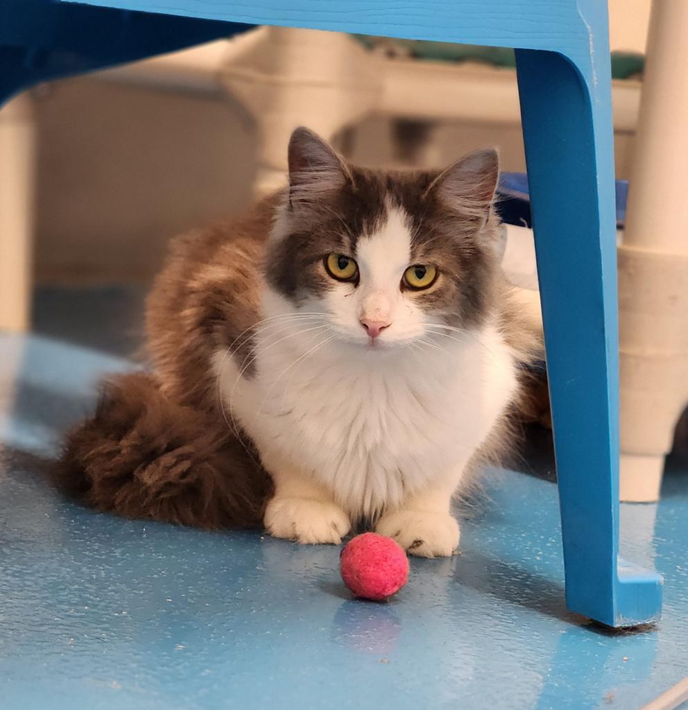 Linda, an adoptable Domestic Long Hair in Muskegon, MI, 49443 | Photo Image 3