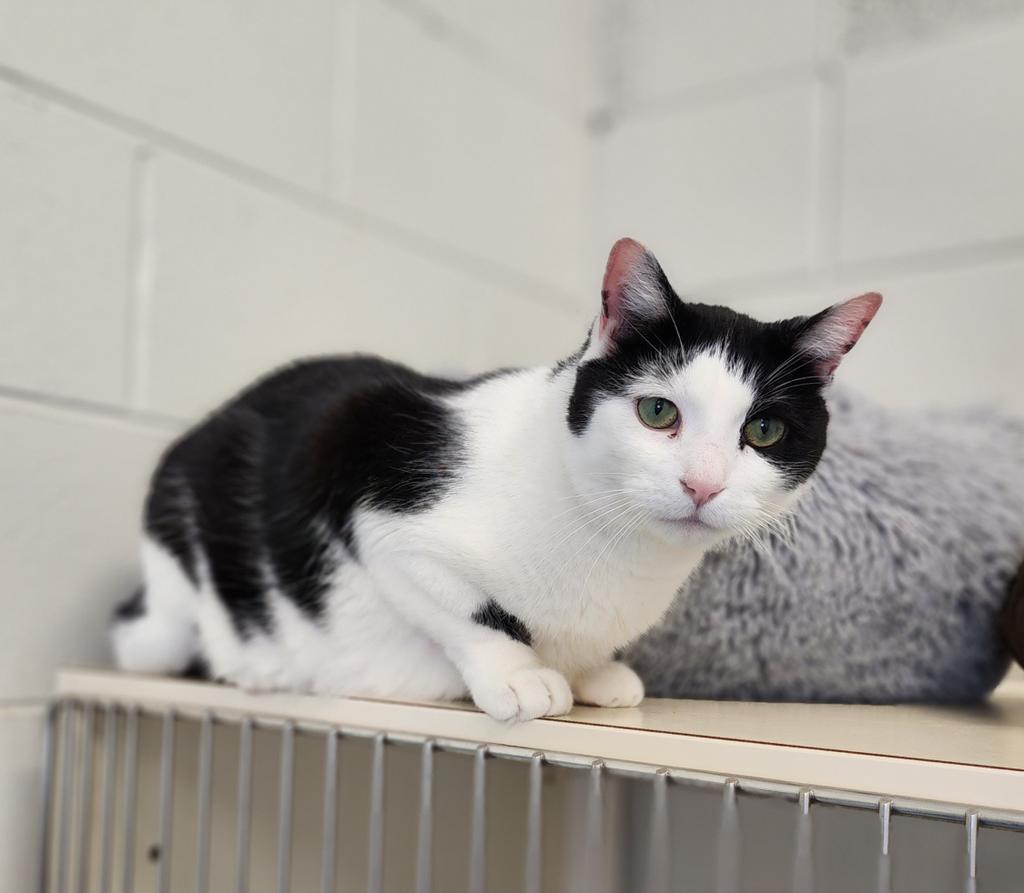 Hans, an adoptable Domestic Short Hair in Muskegon, MI, 49443 | Photo Image 1