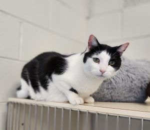 Hans, Adult Male Domestic Short Hair