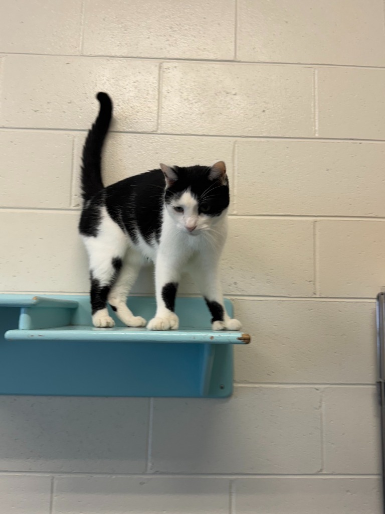 Hans, an adoptable Domestic Short Hair in Muskegon, MI, 49443 | Photo Image 3