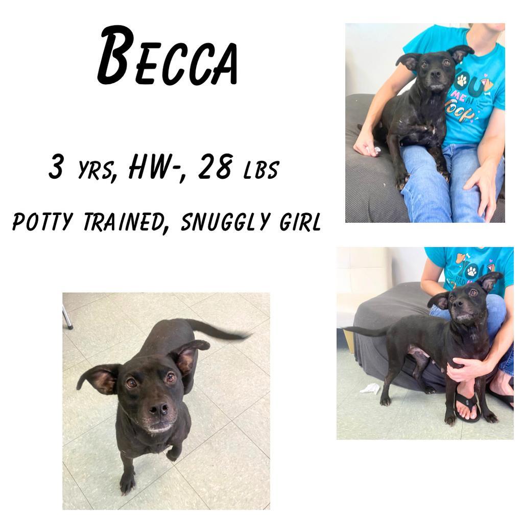 Becca, an adoptable Mixed Breed in Albany, GA, 31706 | Photo Image 1