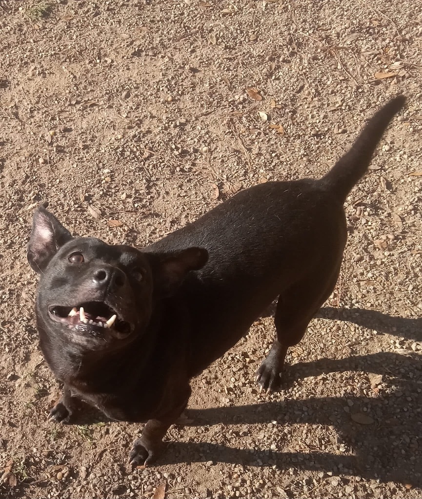 Becca, an adoptable Mixed Breed in Albany, GA, 31706 | Photo Image 5