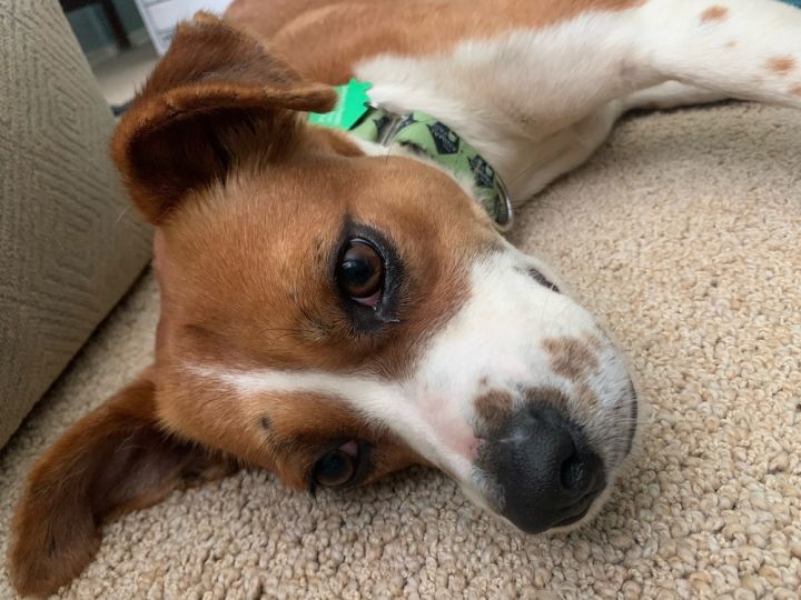 Dog for adoption - T-Boz, a Mixed Breed in San Diego, CA | Petfinder