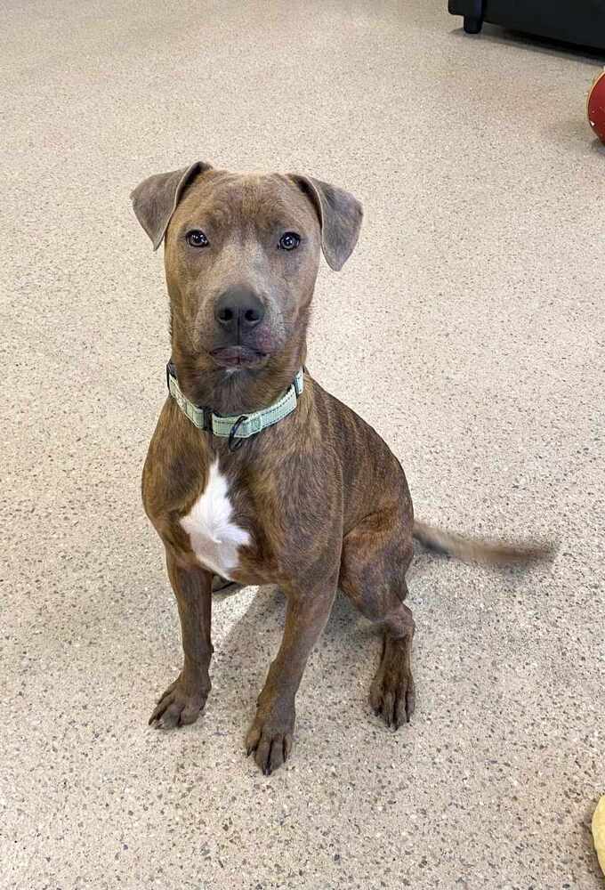 Carlton (23-134 D), an adoptable Mixed Breed in St Johns, MI, 48879 | Photo Image 3