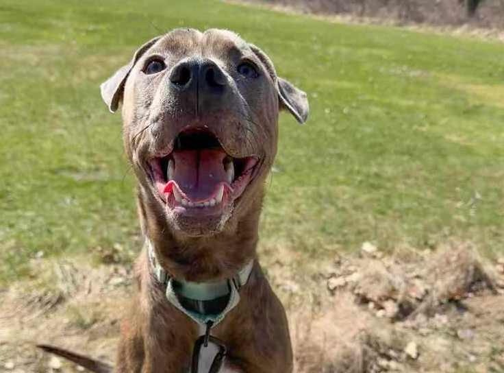 Carlton (23-134 D), an adoptable Mixed Breed in St Johns, MI, 48879 | Photo Image 4