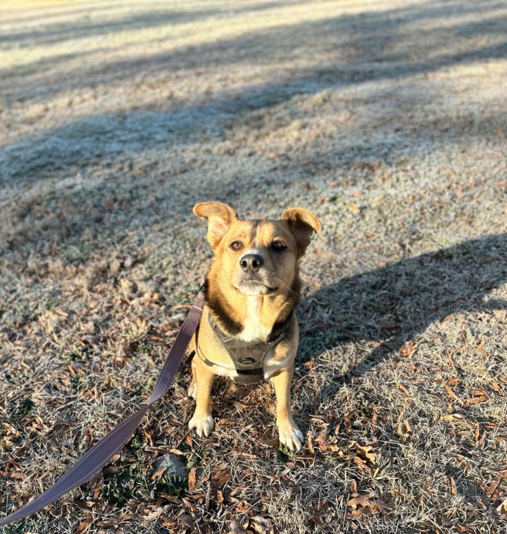 Ellie, an adoptable Terrier & Hound Mix in Cedartown, GA_image-2