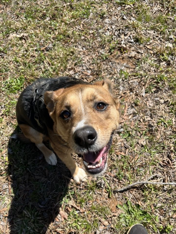 Ellie, an adoptable Terrier & Hound Mix in Cedartown, GA_image-3