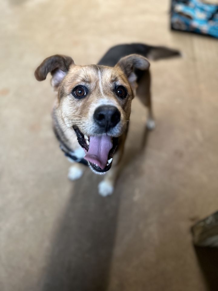 Ellie, an adoptable Terrier & Hound Mix in Cedartown, GA_image-4