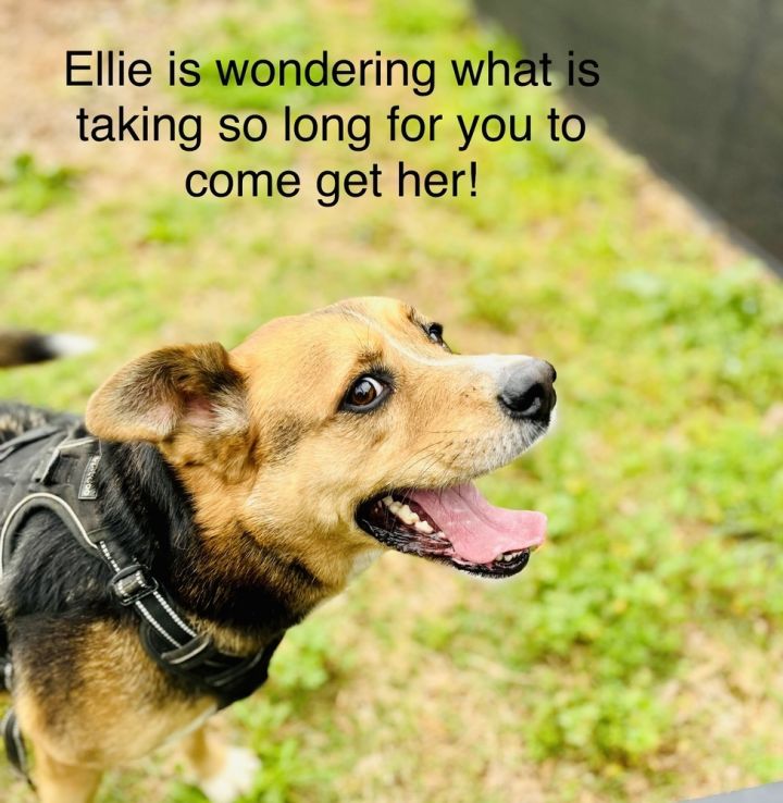 Ellie 5