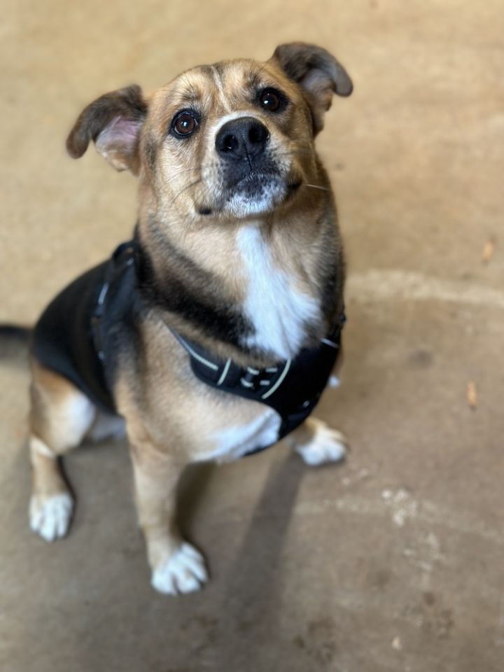 Ellie, an adoptable Terrier & Hound Mix in Cedartown, GA_image-6