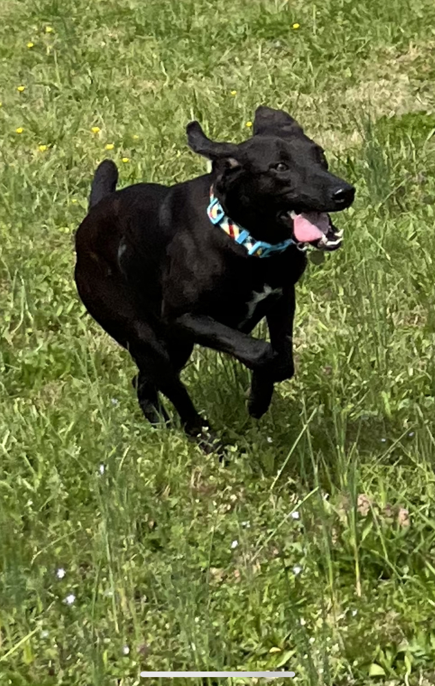Ranger, an adoptable Labrador Retriever, Weimaraner in Cedartown, GA, 30125 | Photo Image 2
