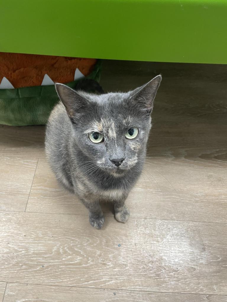 Saffron, an adoptable Domestic Short Hair in Corpus Christi, TX, 78414 | Photo Image 1