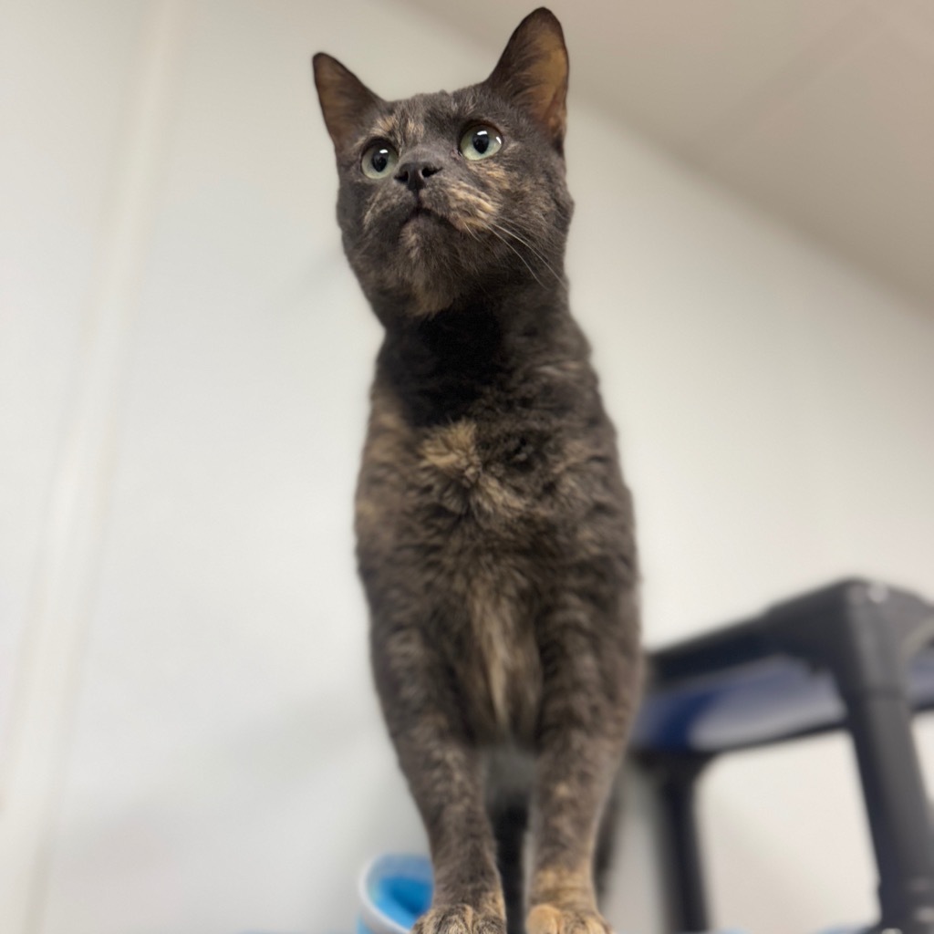 Saffron, an adoptable Domestic Short Hair in Corpus Christi, TX, 78414 | Photo Image 1