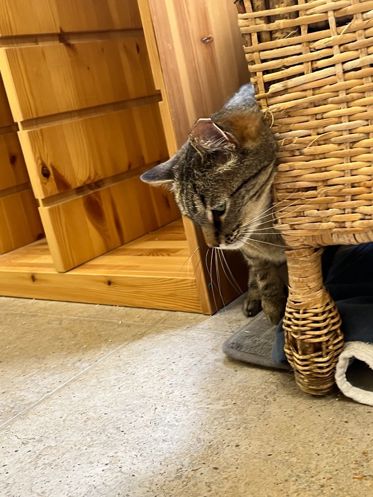 Sidney, an adoptable Domestic Short Hair in Salt Lake City, UT, 84117 | Photo Image 2