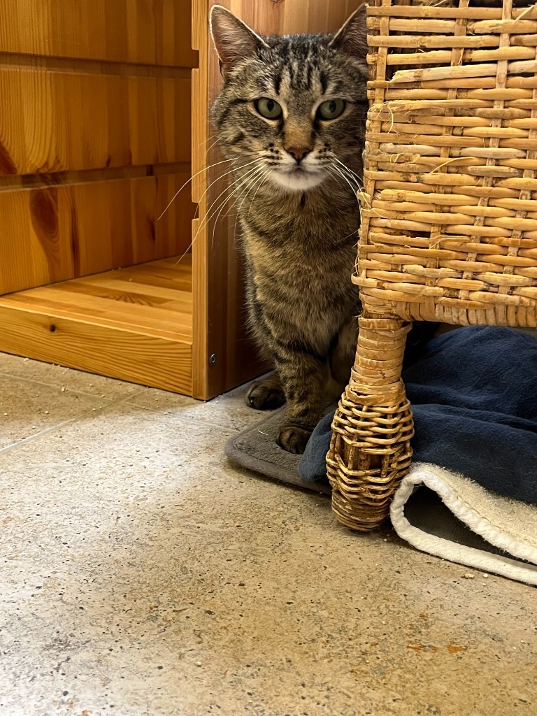 Sidney, an adoptable Domestic Short Hair in Salt Lake City, UT, 84117 | Photo Image 4