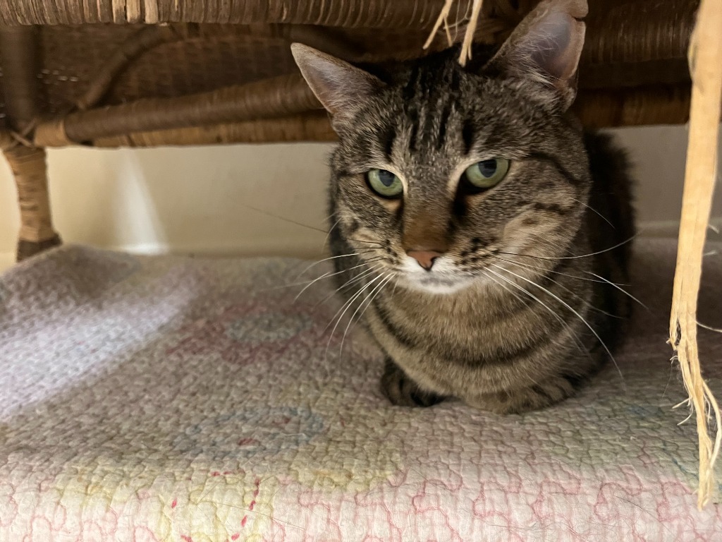 Sidney, an adoptable Domestic Short Hair in Salt Lake City, UT, 84117 | Photo Image 5