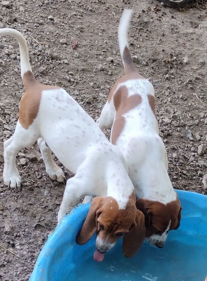 redtick coonhounds treeing